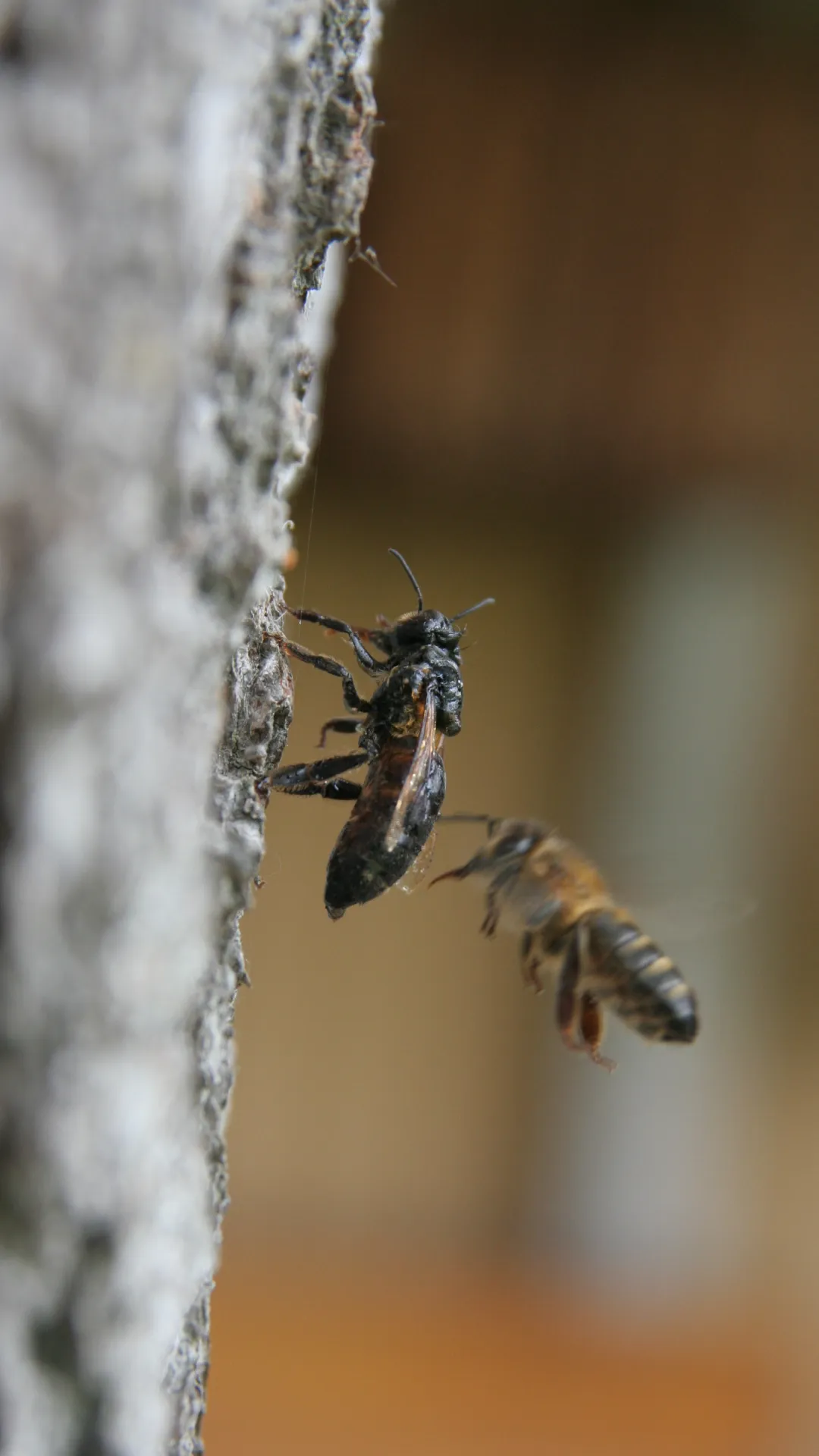 strasbourg-association-abeille-ruche-don