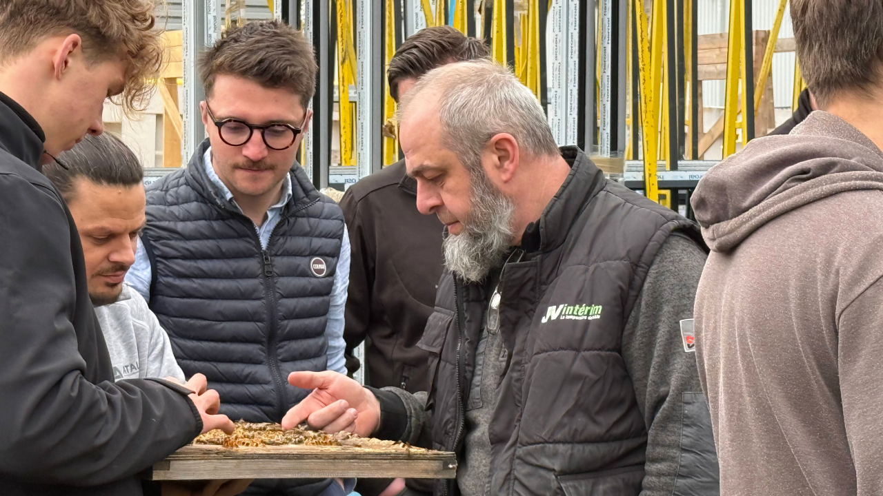 Observation des abeilles à travers les fenêtres de la ruche