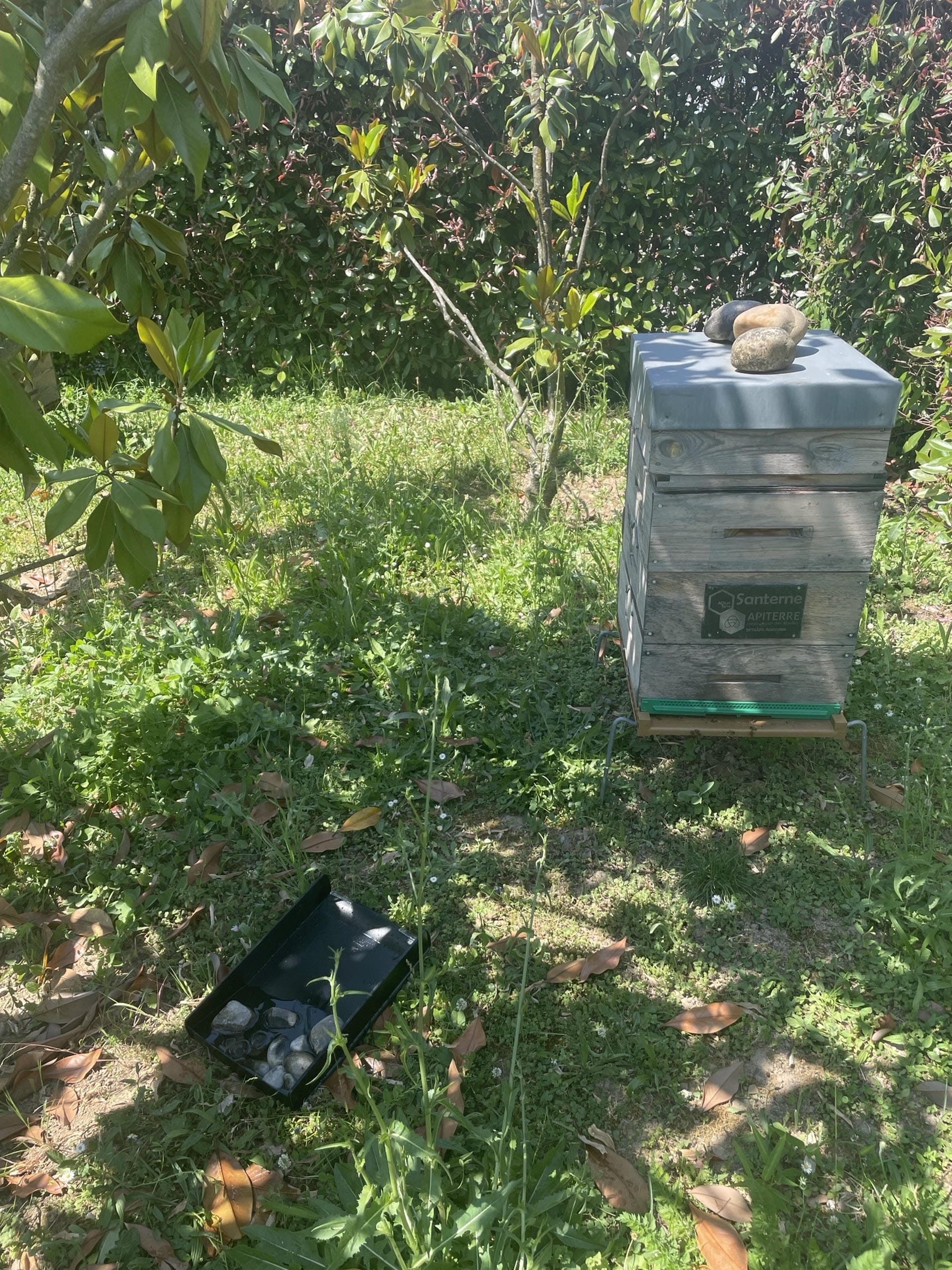 Abreuvoir naturel pour abeilles à Santerne
