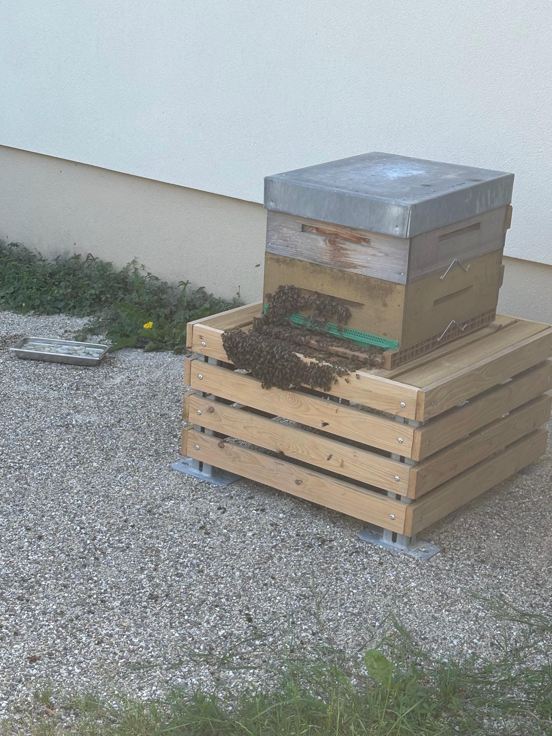 Point d'eau de La Ruche de Léon pour hydrater les abeilles