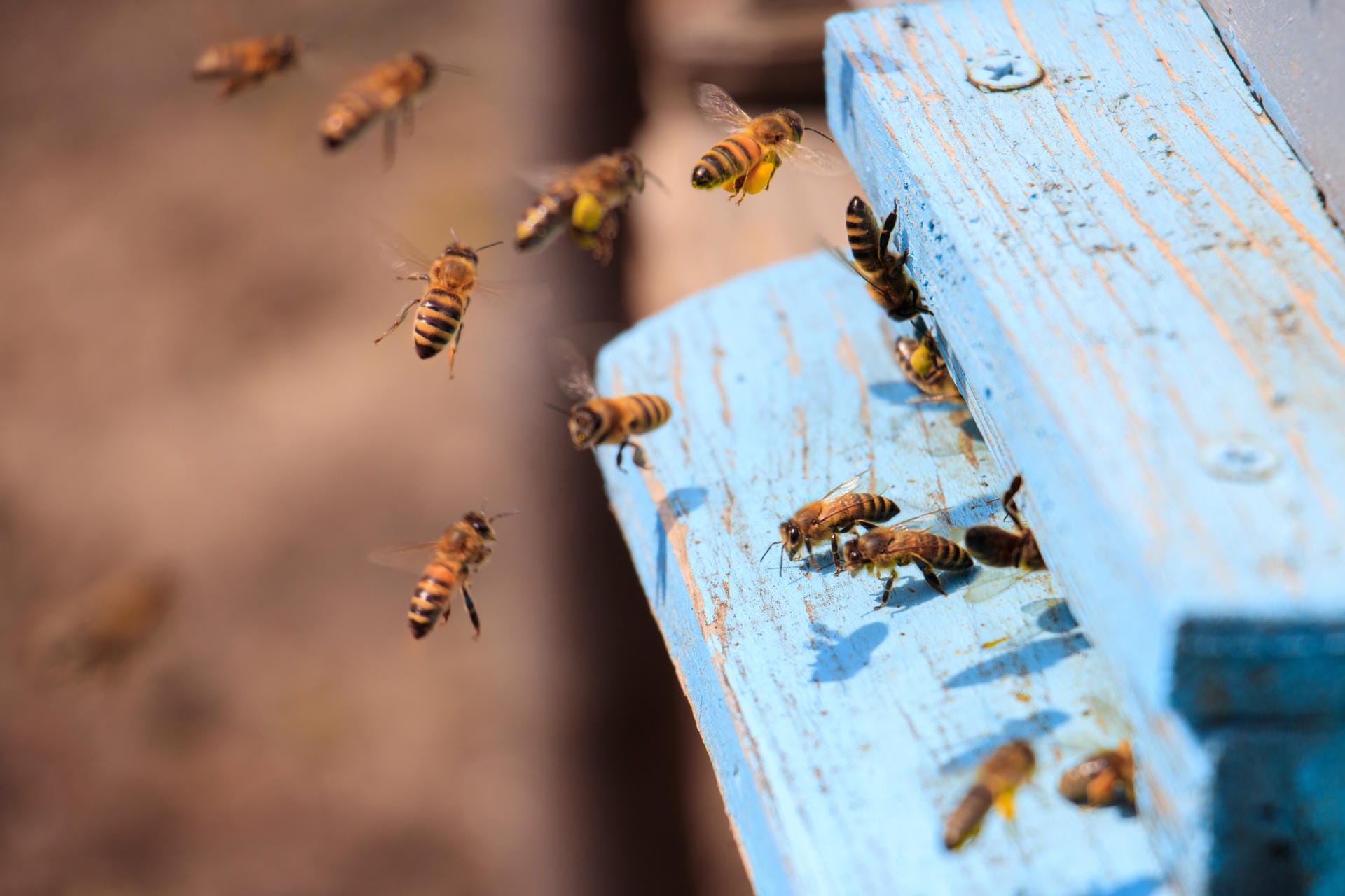 Abeilles volant près d'une ruche bleue ensoleillée lors d'une vague de chaleur
