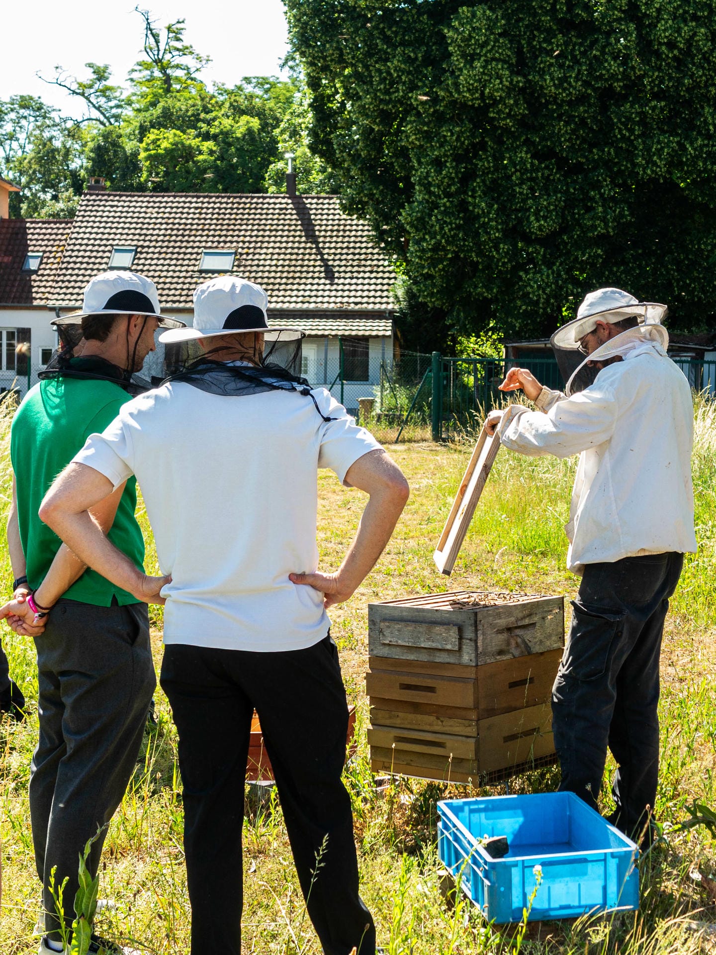 Fenêtre d'observation sécurisée des ruches installées chez Trench